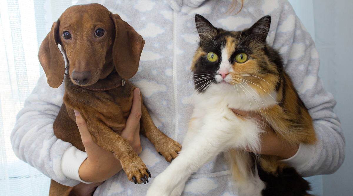 Cats vs Dogs Which Makes the Best Pet For You? Pet Express