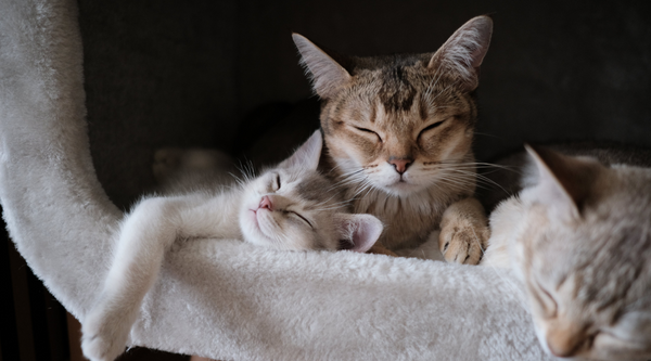 Decoding CAT-titude: Understanding Personality Traits Across Cat Breeds