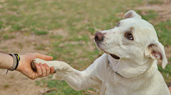 Unleash Your Furry Friend's Potential: Essential Tips for Effective Pet Training