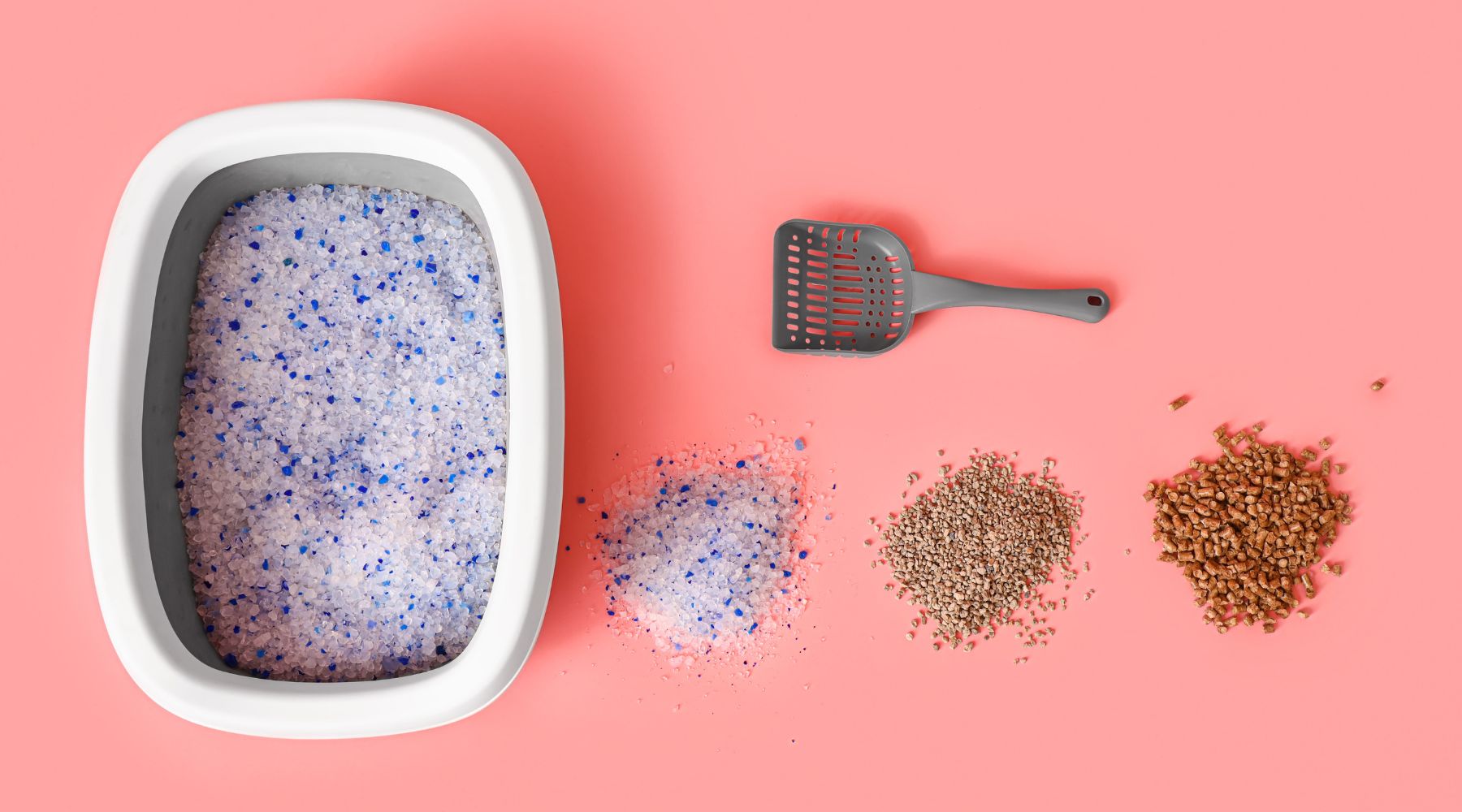 Pet Express Guide to Types of Cat Litter Pet Express