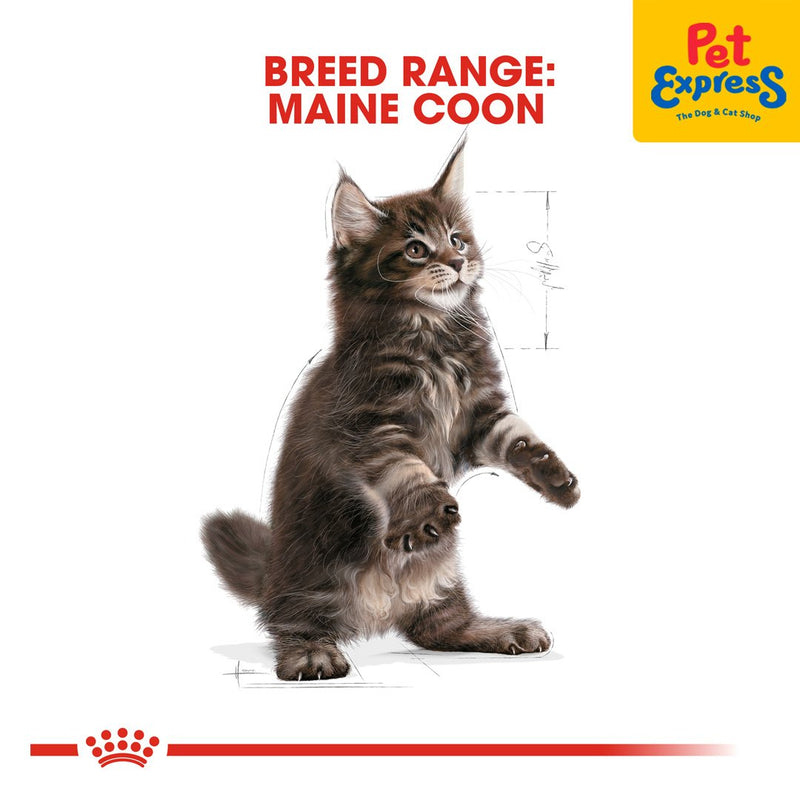 Royal Canin Feline Breed Nutrition Kitten Maine Coon Dry Cat Food 2kg