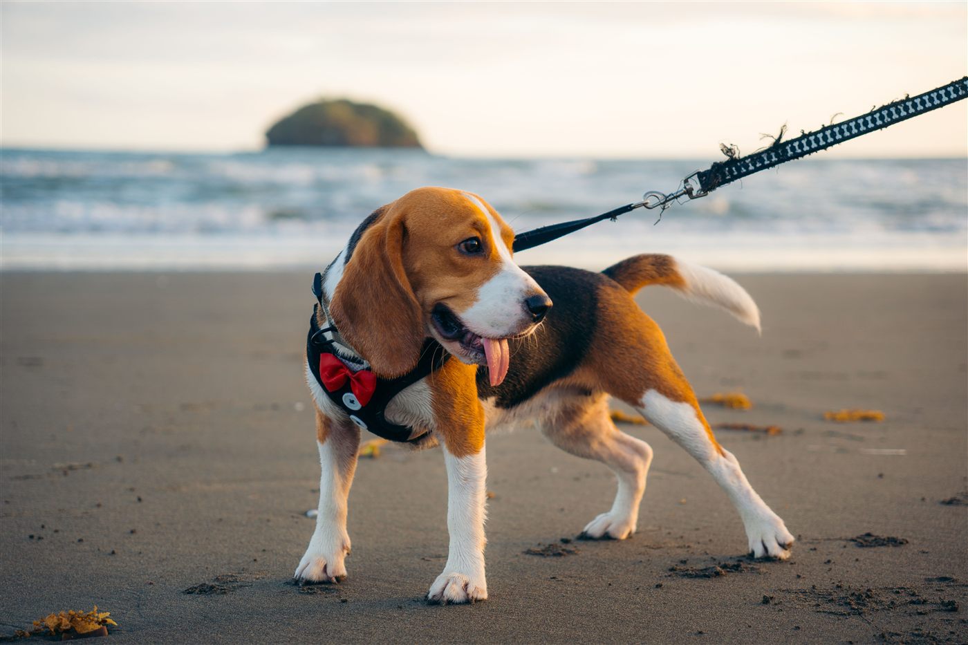 A healthy, well-cared-for Beagle, the result of a consistent care routine