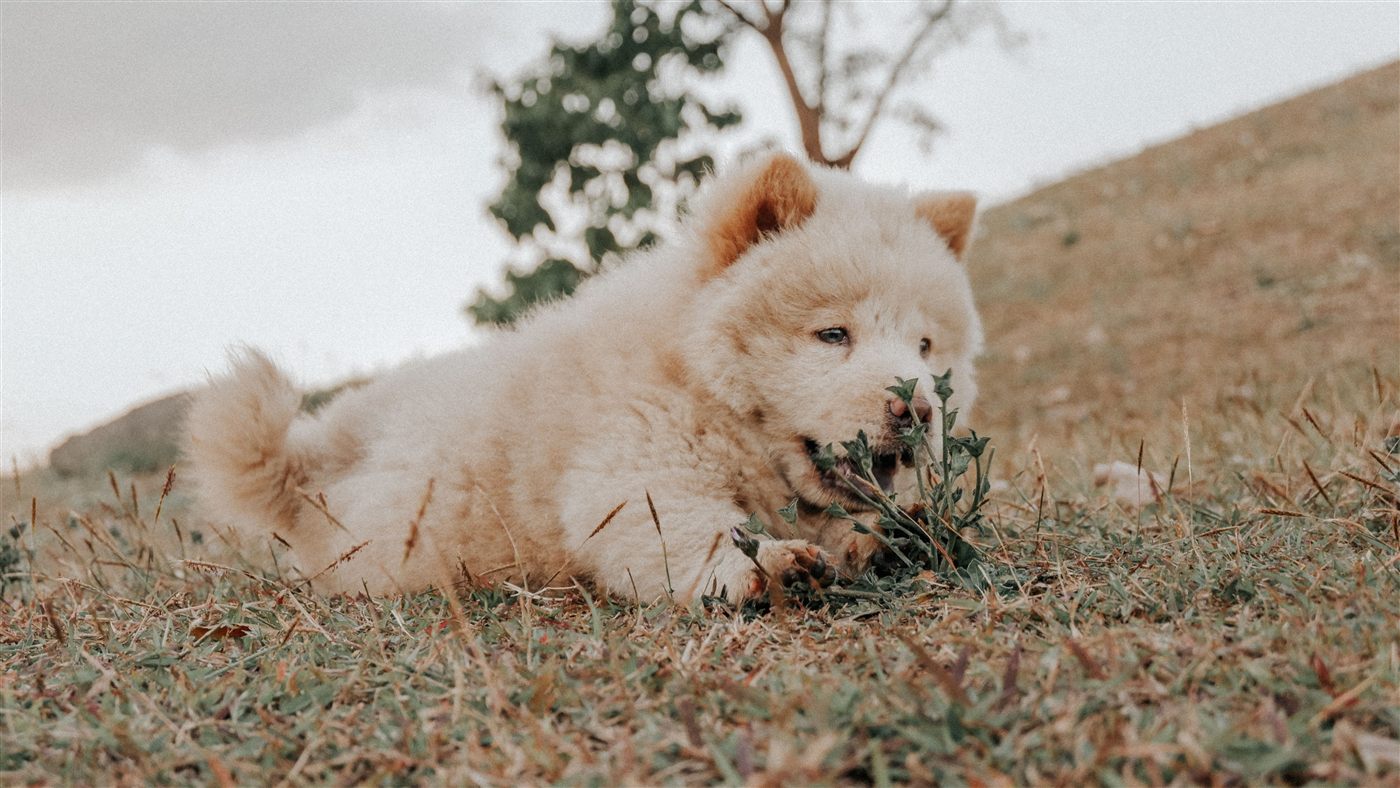 A healthy, well-groomed Chow Chow, the result of a consistent care routine