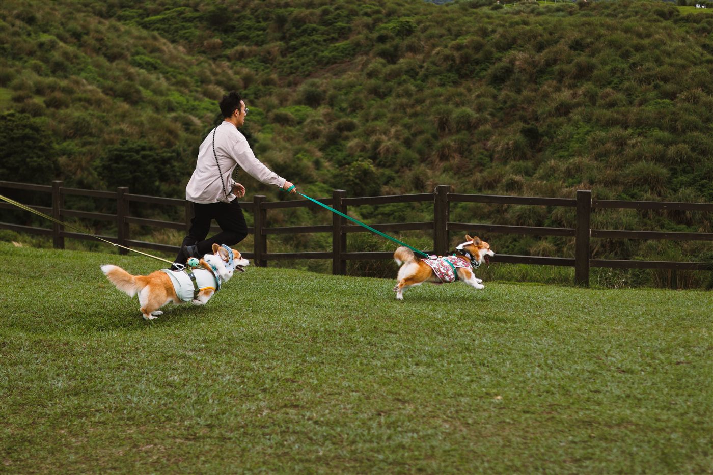 A healthy, well-cared-for Corgi, the result of a consistent care routine