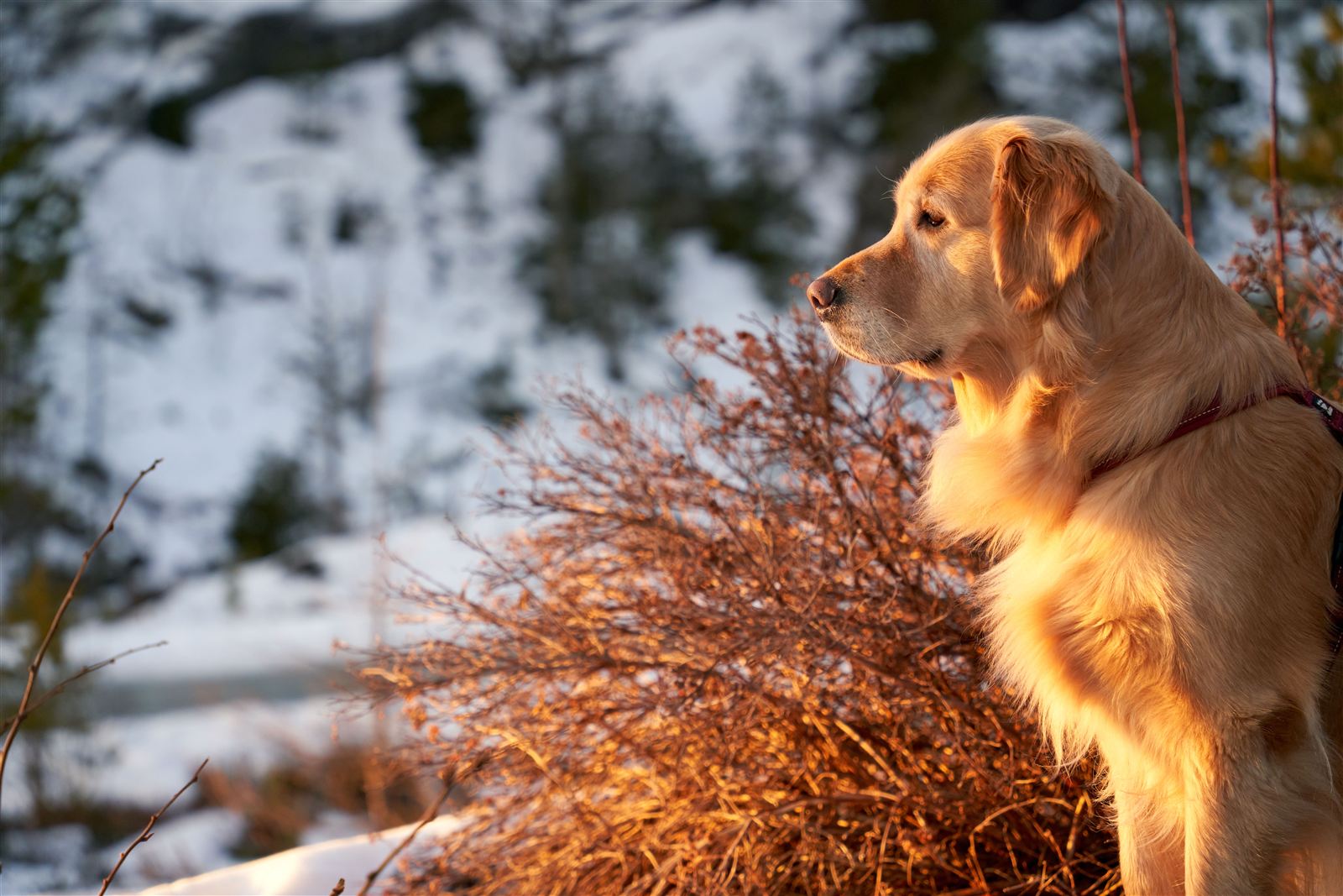 A healthy, well-groomed Golden Retriever, the result of a consistent care routine