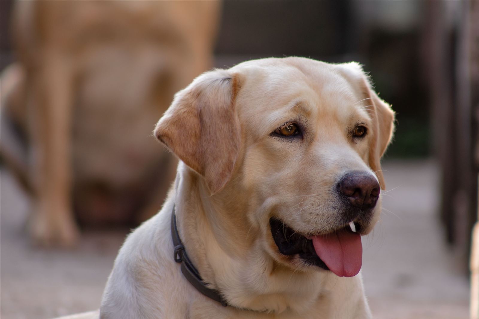 A healthy, well-groomed Labrador Retriever, the result of a consistent care routine