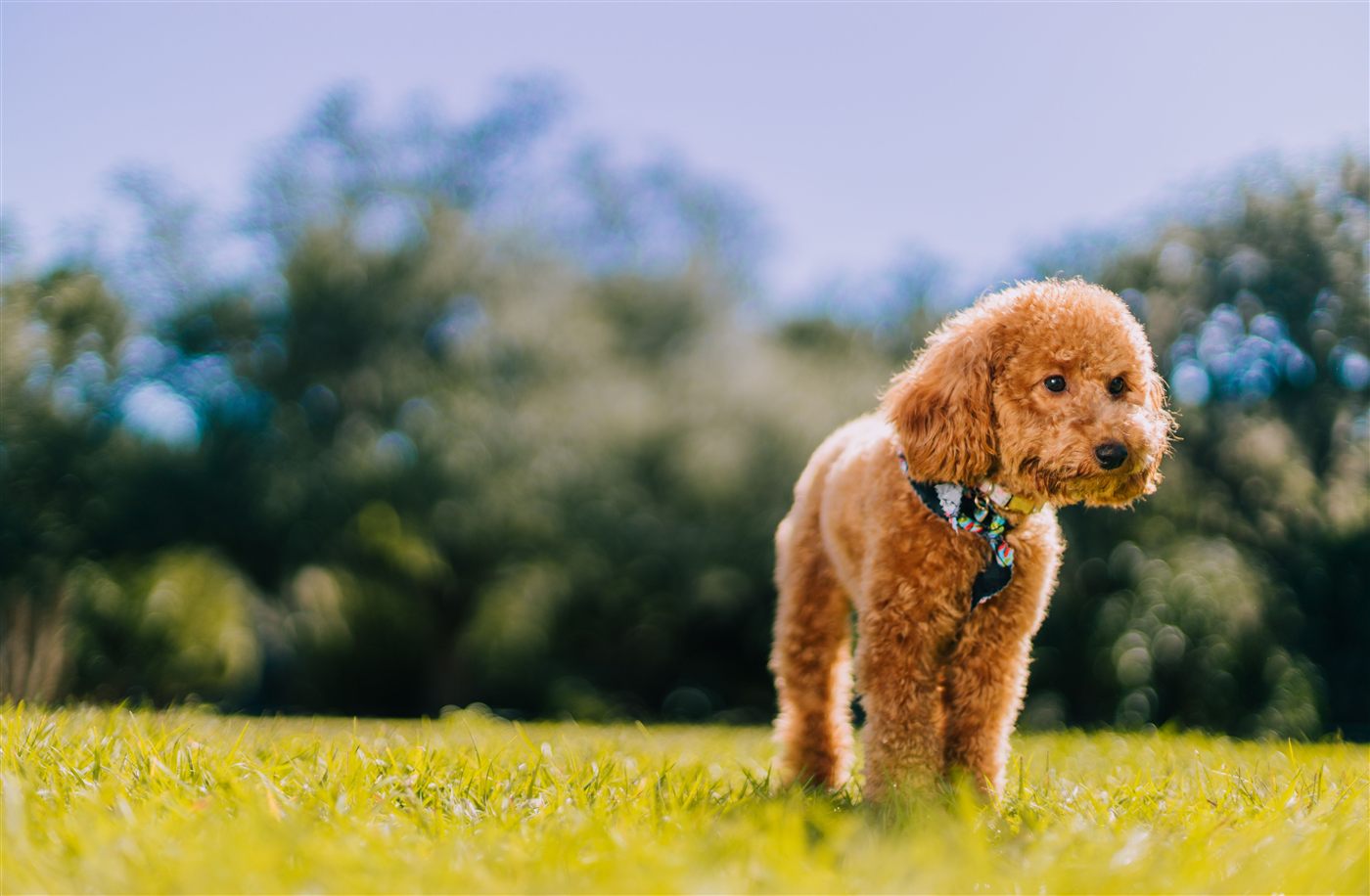 A healthy, well-groomed Poodle, the result of a consistent care routine