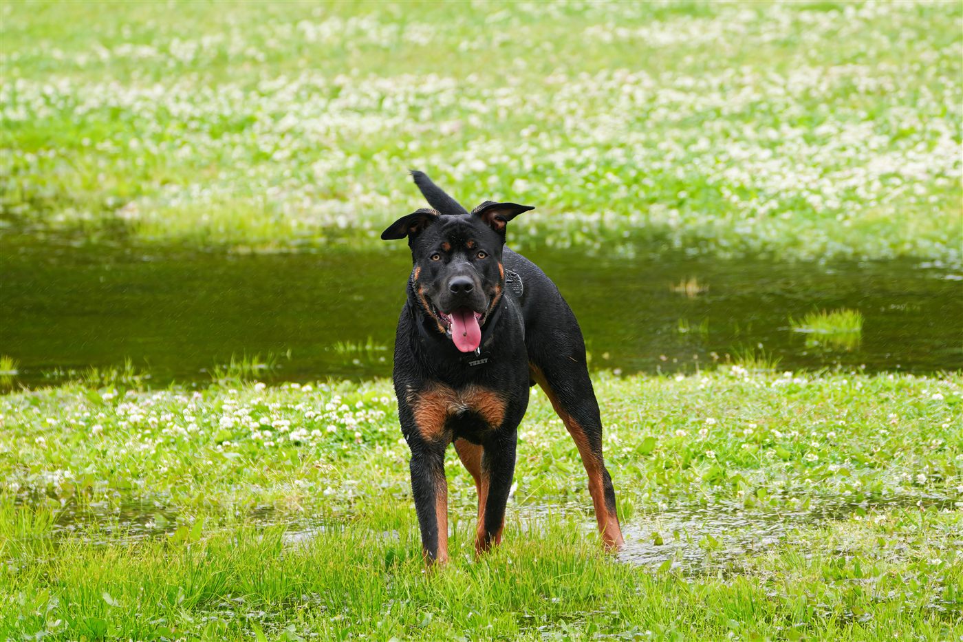 A healthy, well-cared-for Rottweiler, the result of a consistent care routine