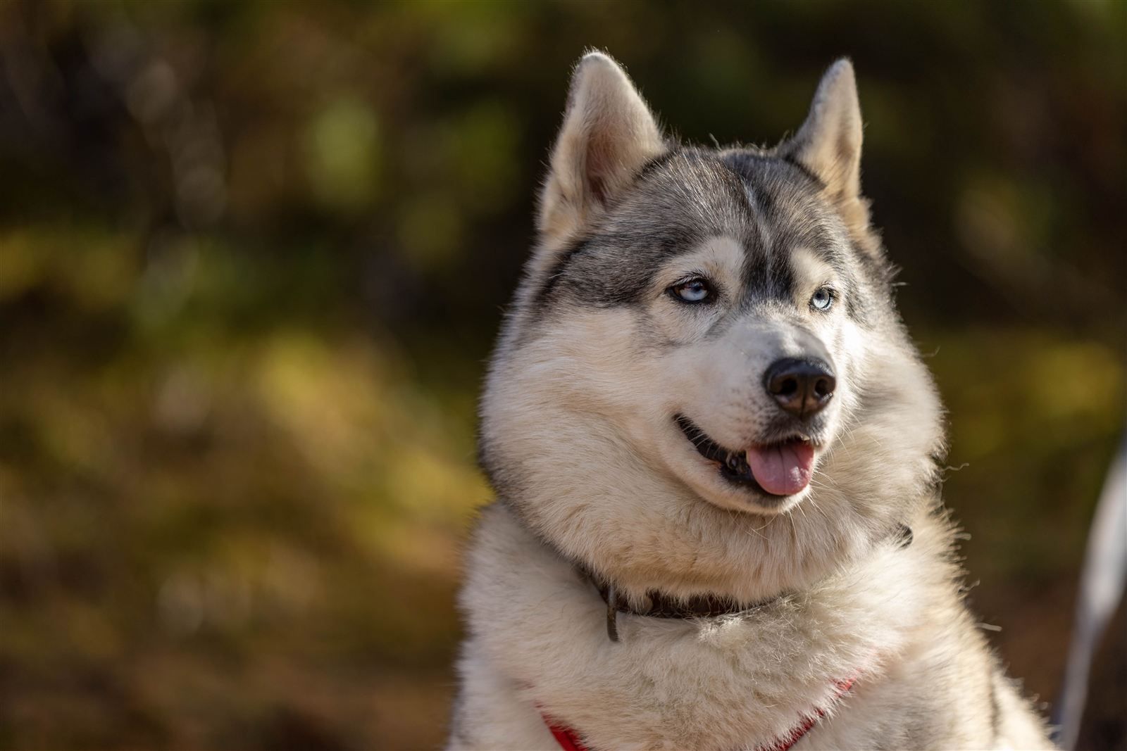 A healthy, well-groomed Siberian Husky, the result of a consistent care routine
