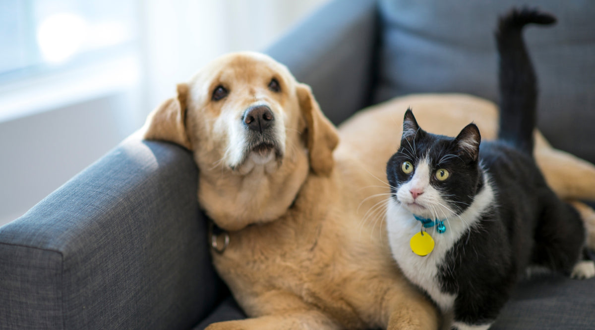 Caring for Your Senior Pet: Tips & Guide for Pet Parents