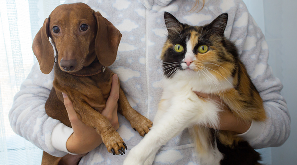 Cat and dog held by their fur dad