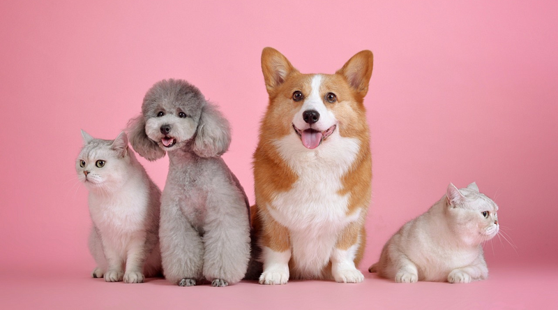 Small dog breeds