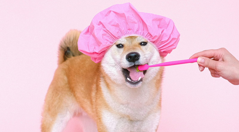 toothpaste for dogs