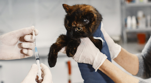 cat being treated by a veterinary