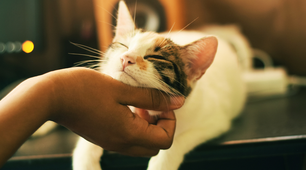 Cat being pet by his owner