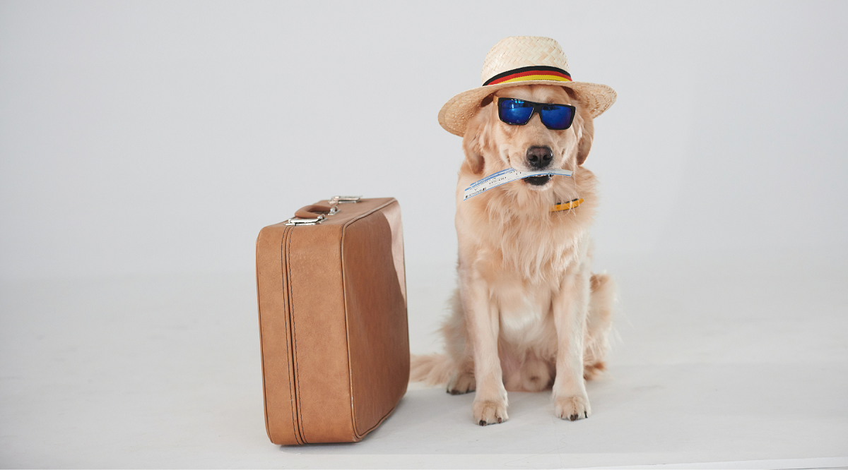 The Ultimate Guide to Traveling with Your Pet in the Philippines Pet