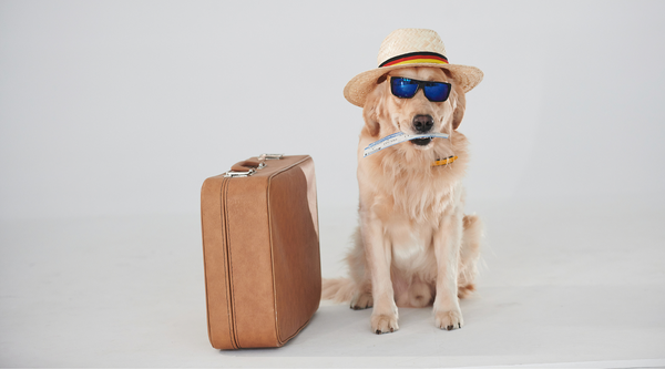Dog in a travel attire