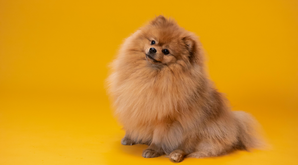 A Dog Breed Guide to the Feisty and Adorable Pomeranian