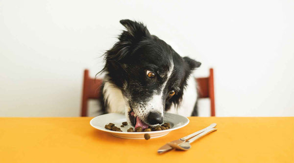Dog eating pet food