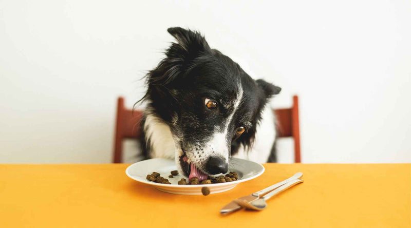 Dog eating pet food