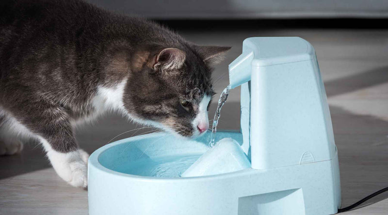 How to Keep Your Cat Hydrated