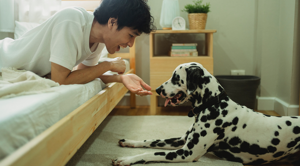 Owner playing with his Dalmatian dog