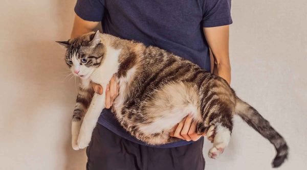 Person holding a cat