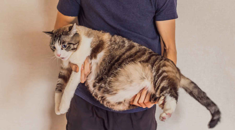 Person holding a cat