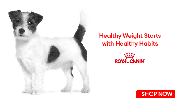 Royal Canin | Healthy Weight Starts Healthy Habits