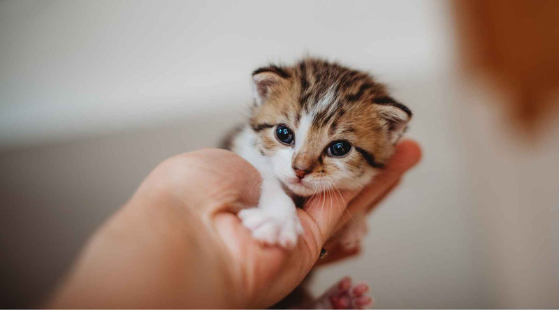 How to Take Care of a Kitten In Their First Year | Pet Express