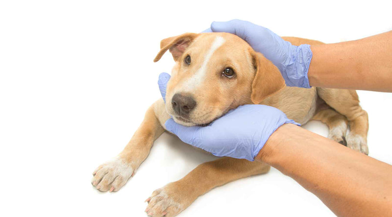 Understanding Parvo