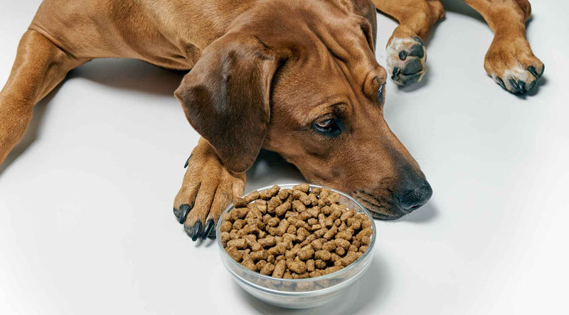 What To Do If Your Dog Is Not Eating