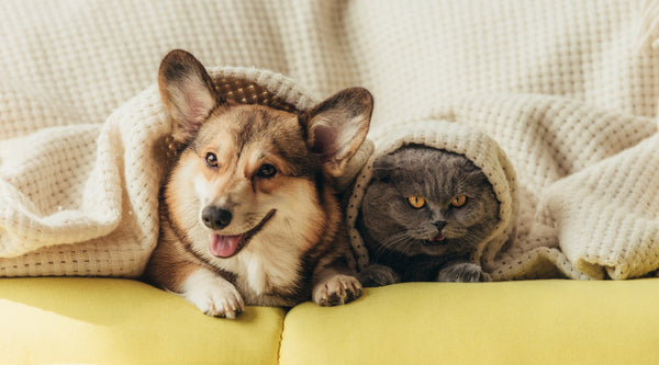 allergies in pets