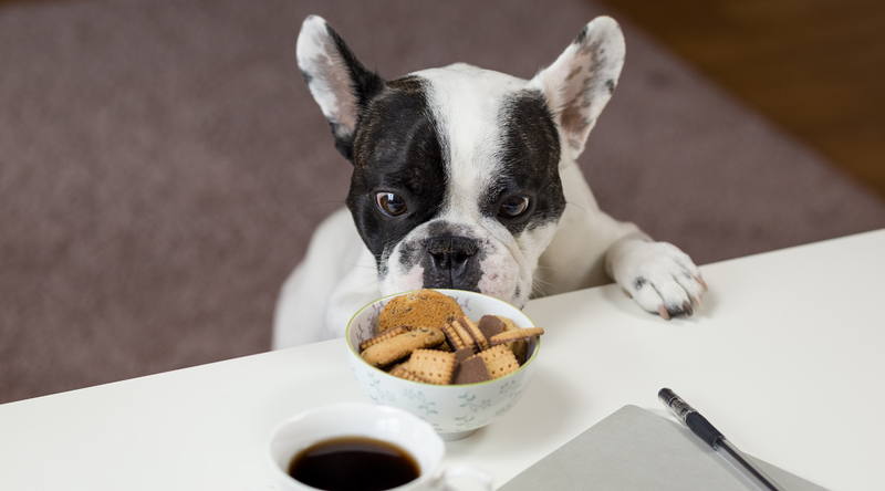Dog staring at food