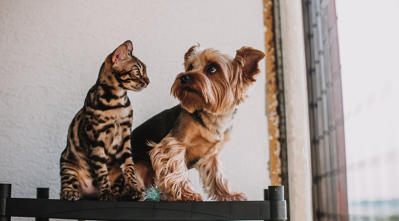 Preventing and Treating Fleas and Ticks in Dogs and Cats