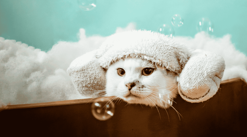 Keep Your Furry Friend Fresh: Essential Pet Hygiene Tips & Supplies