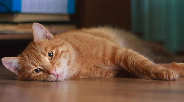 A Pet Parent’s Guide to Caring for Your Senior Cat