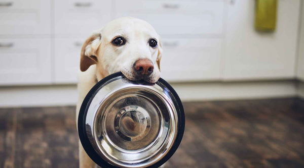 dog carrying food bowl