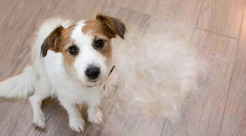 Curated visual reference: Why Is My Dog Shedding So Much Causes Solutions Photo Inspiration