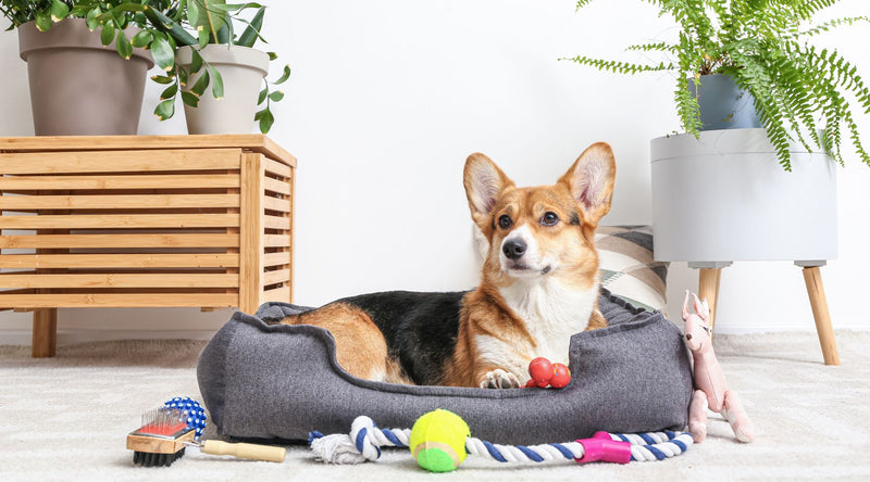 How to Create a Stress-Free Space for Your Pet at Home