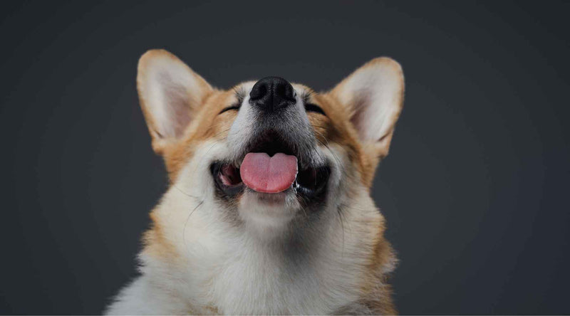 dog open mouth