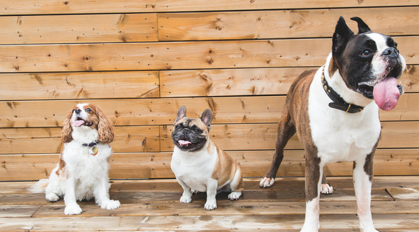 small and big breeds of dogs