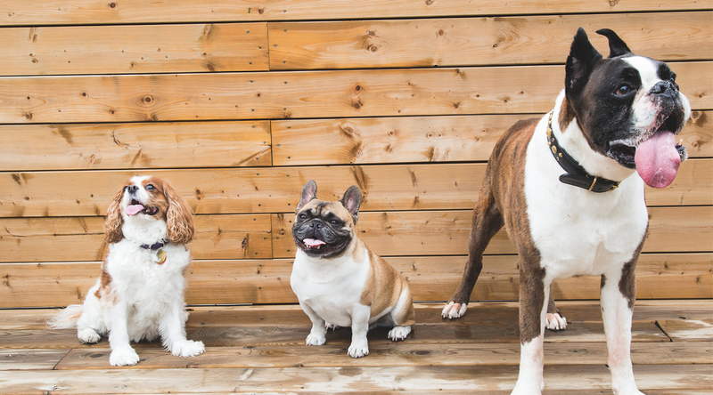 A Guide to Dog Breeds and Sizes for First-Time Pet Owners | Toy Kingdom
