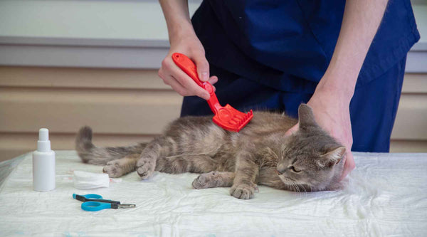 Kitten Grooming 101: A Guide for New Cat Owners