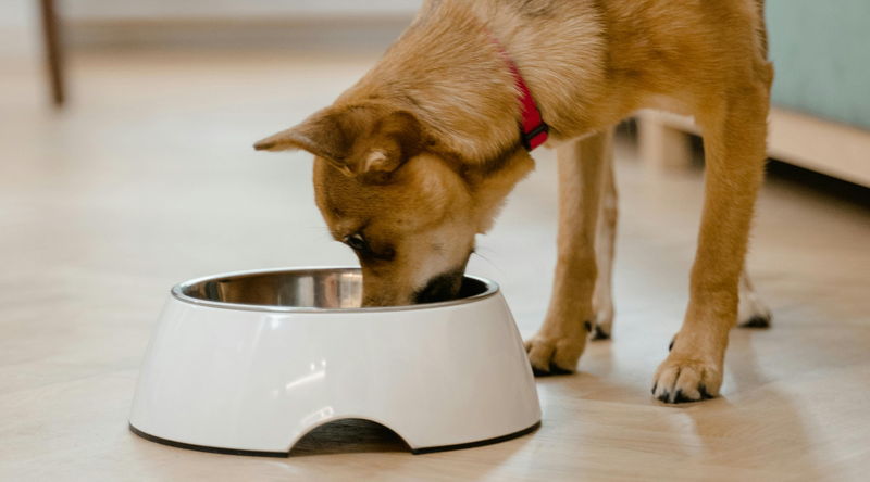 Pet Supplies Checklist: 6 Must-Have Pet Essentials | Pet Care and more | Pet Express Lifestyle blog