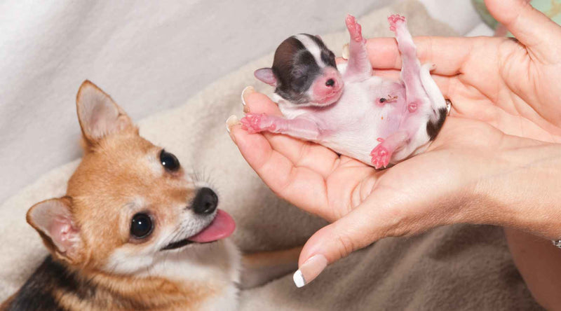 Your Guide to Pet Pregnancy