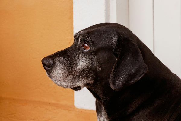 senior black dog