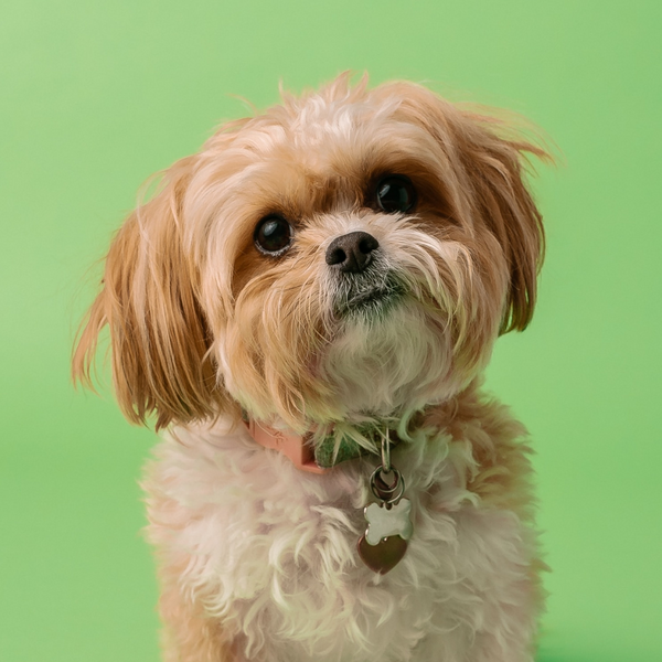 Shih Tzu Small Dog Breeds Non Shedding Shih Tzu Best Small Dogs