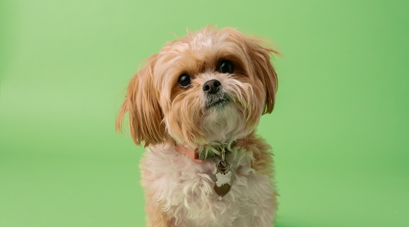 Everything You Need to Know About the Majestic Shih Tzu Breed