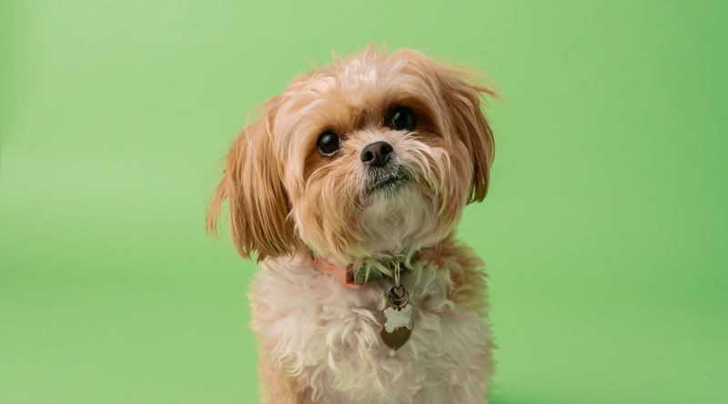 Shih Tzu A Dog Breed Guide on Majestic Royal Dogs Pet Express